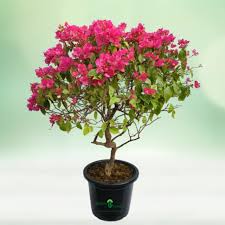 Bougainvillea Pink